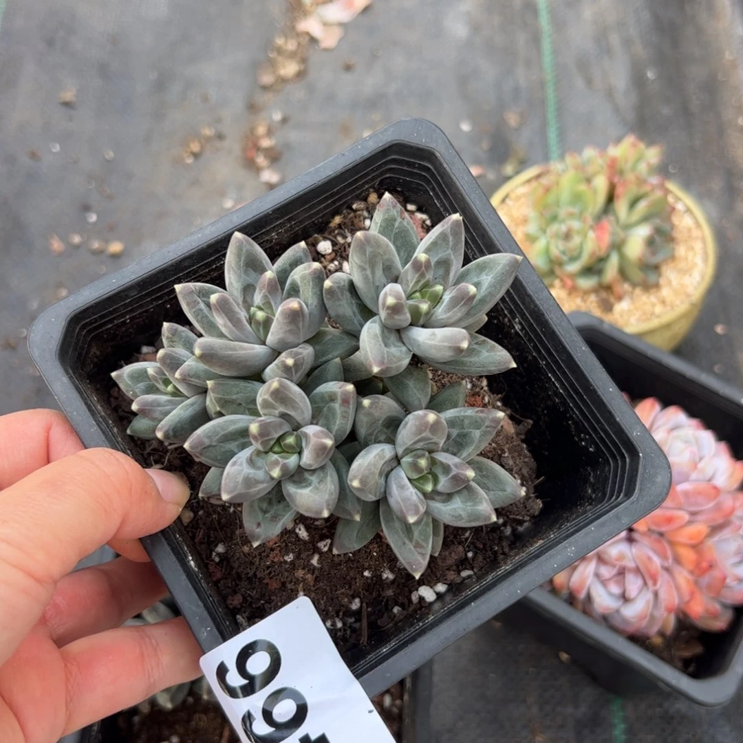 一***鹿466 多肉植物组合盆栽