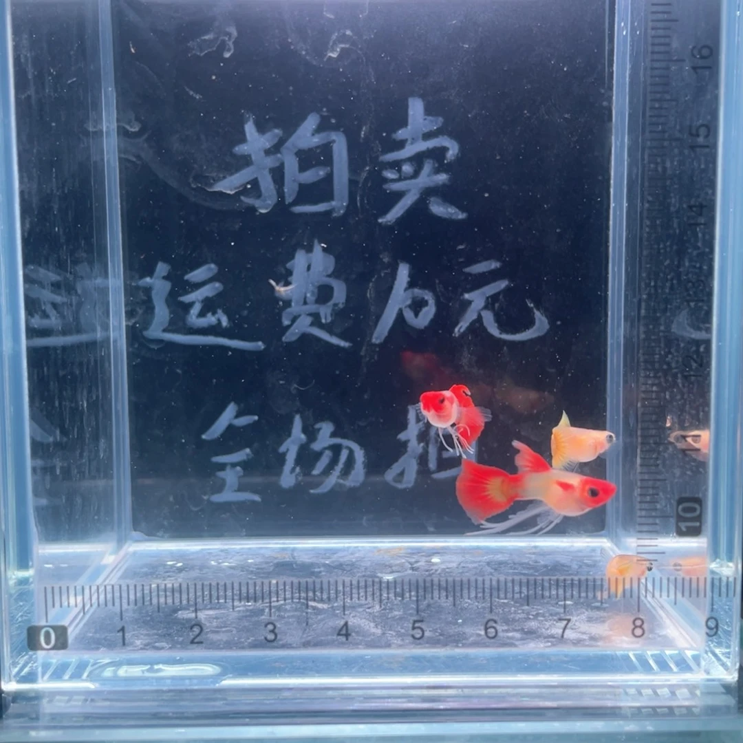 孔雀鱼长公孔雀鱼四条