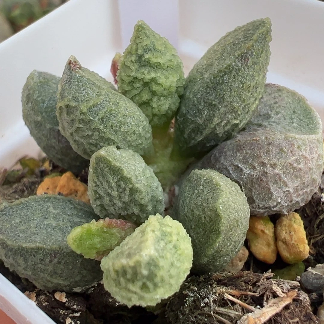 实生新品多肉植物水泡多肉植物