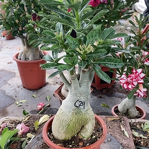 【闪购商品】无花朵盛*