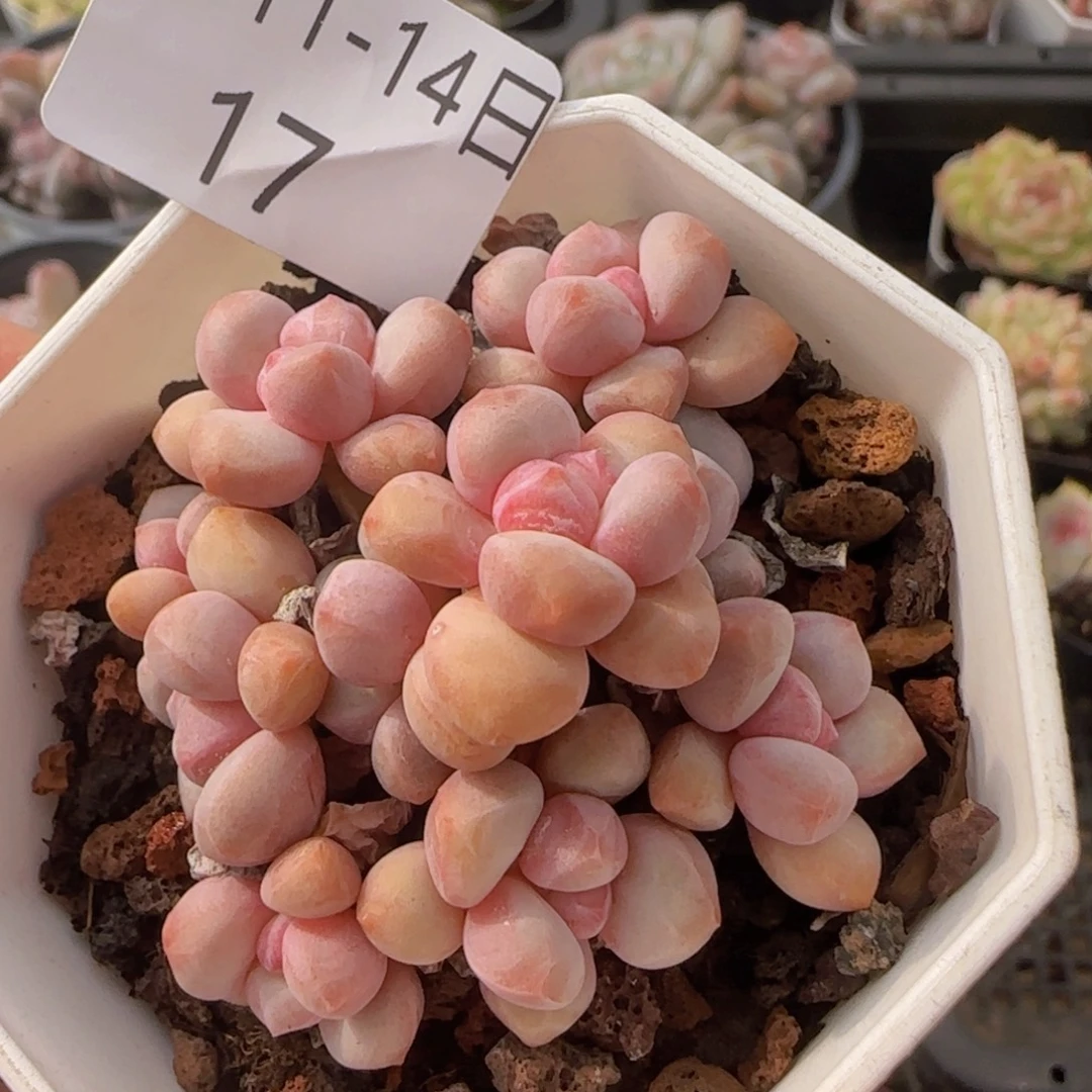 宝石奶酪捧花老桩