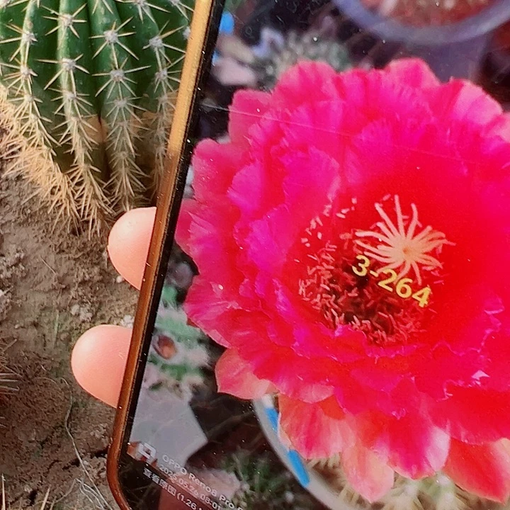 毛花柱 3-264 有根 瑕疵 15厘米