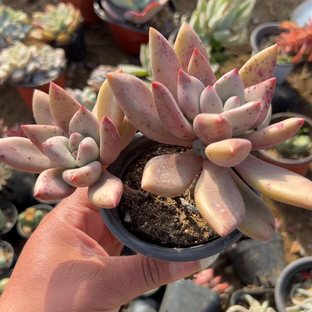 多肉植物多肉植物