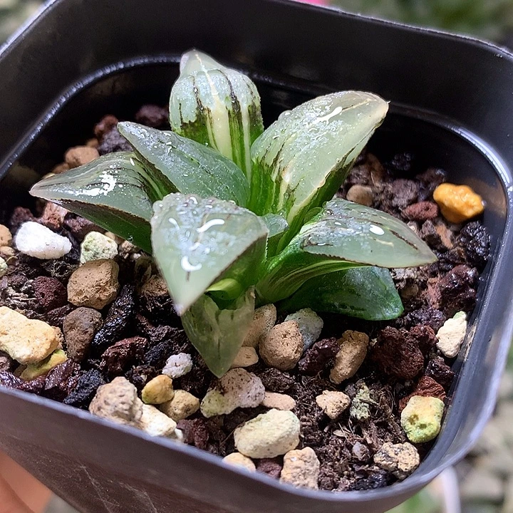 红纹寿锦锦fahuoo