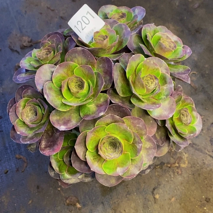 魅金多肉断头不包1201