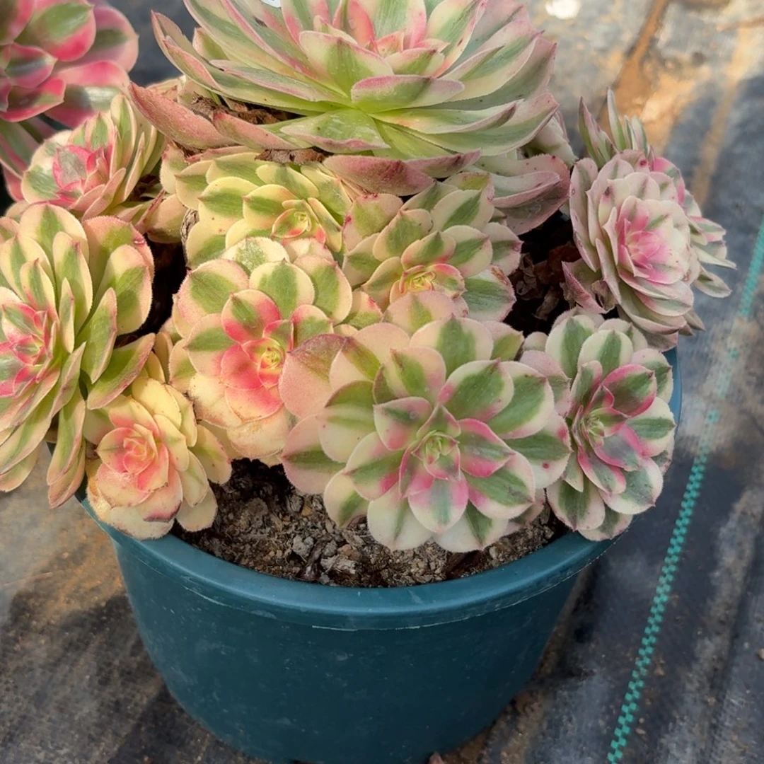 451倾城多肉植物发货