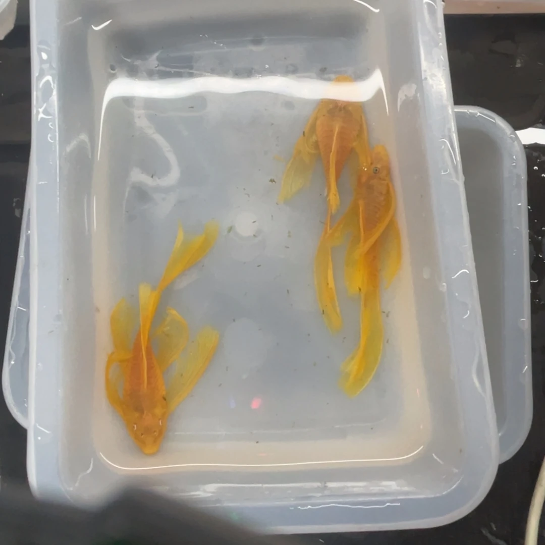 清道夫鱼大帆一公俩母开箱视频报损