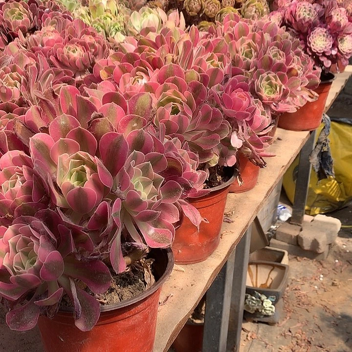 粉女巫多肉法师绣球一棵