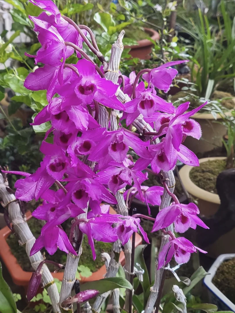 红龙超香香石斛盆栽易养活花美花香浓郁室内室外都可种植带木板发