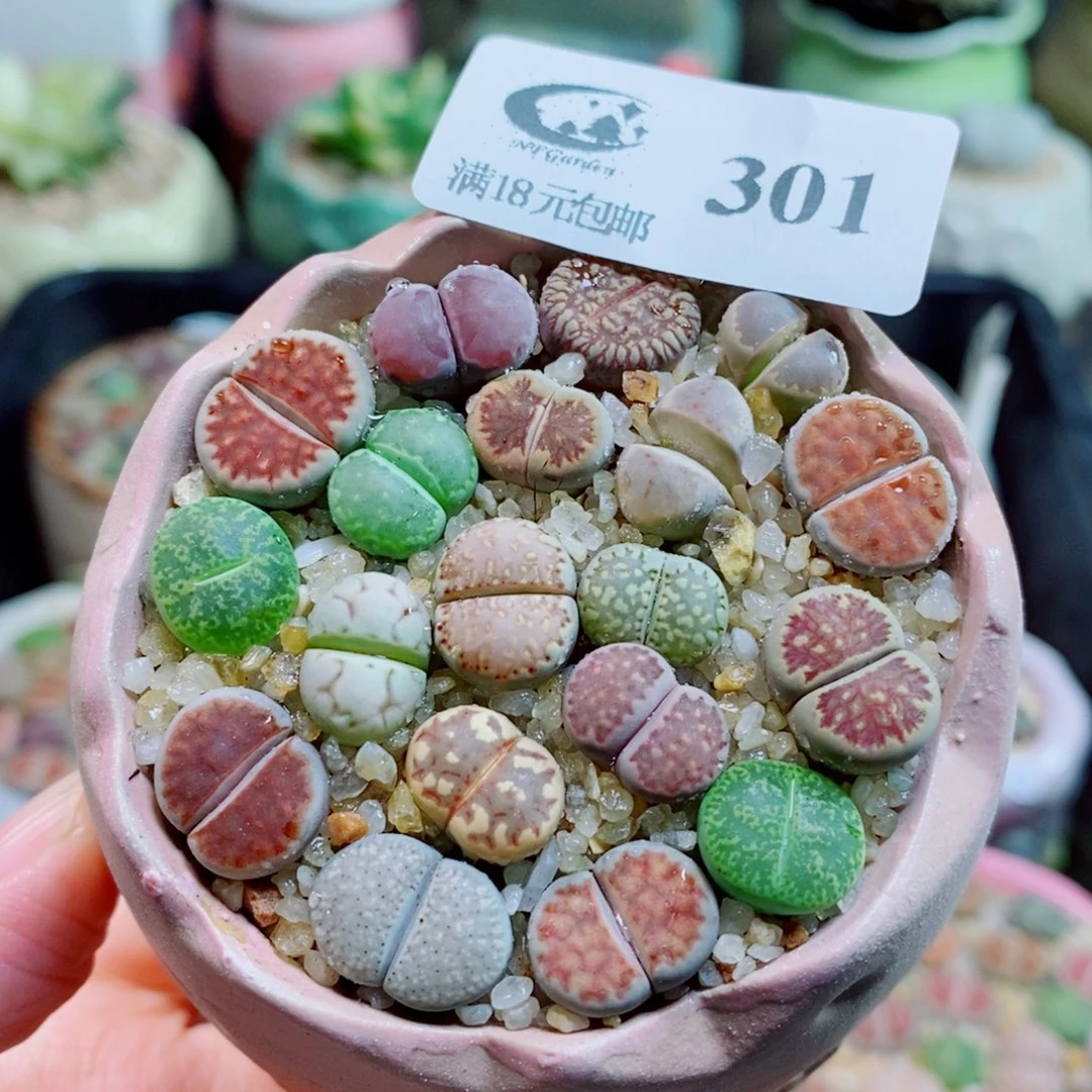 生石花花花花开了301