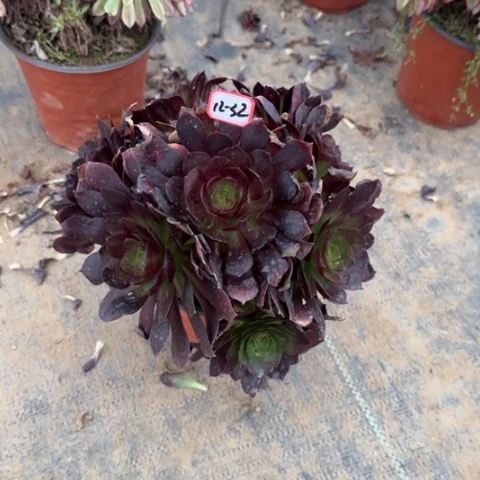 12-32赤焰莲处理不售后多肉