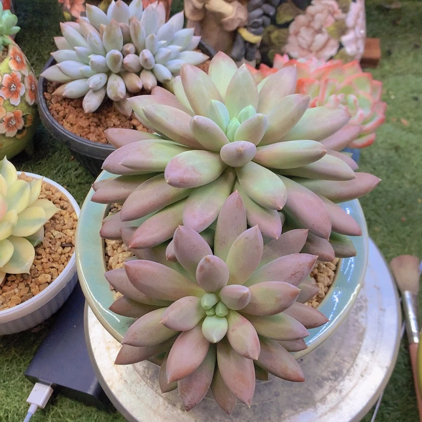【闪购商品】彩虹哥特