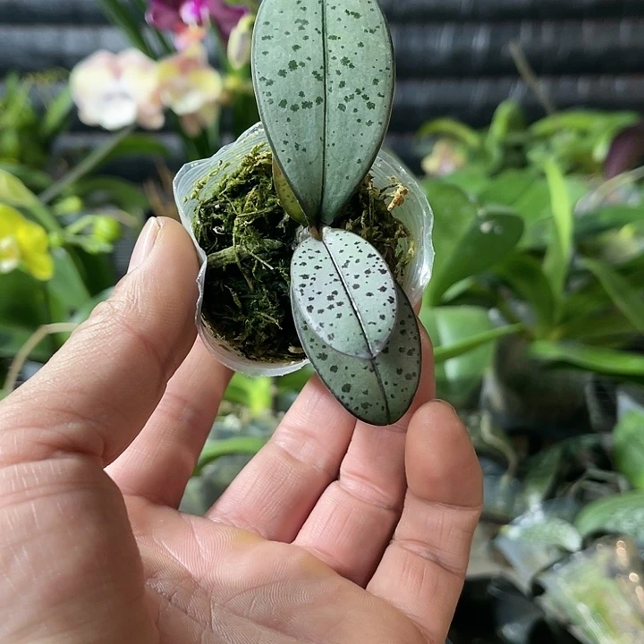 当前无花栽培后可以开花银叶西1.7