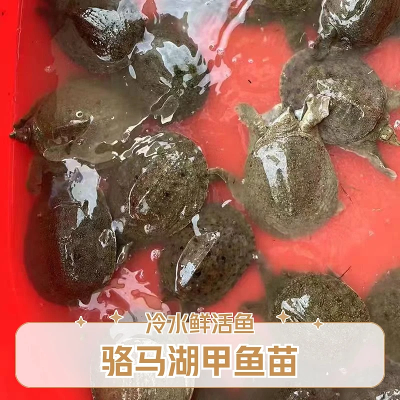 3-5两冷水中华鳖甲鱼苗骆马湖生态养殖直发鲜活到家甲鱼鲜活