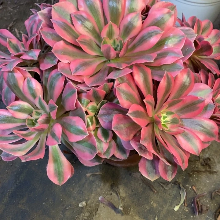 男神多肉断头不包1915