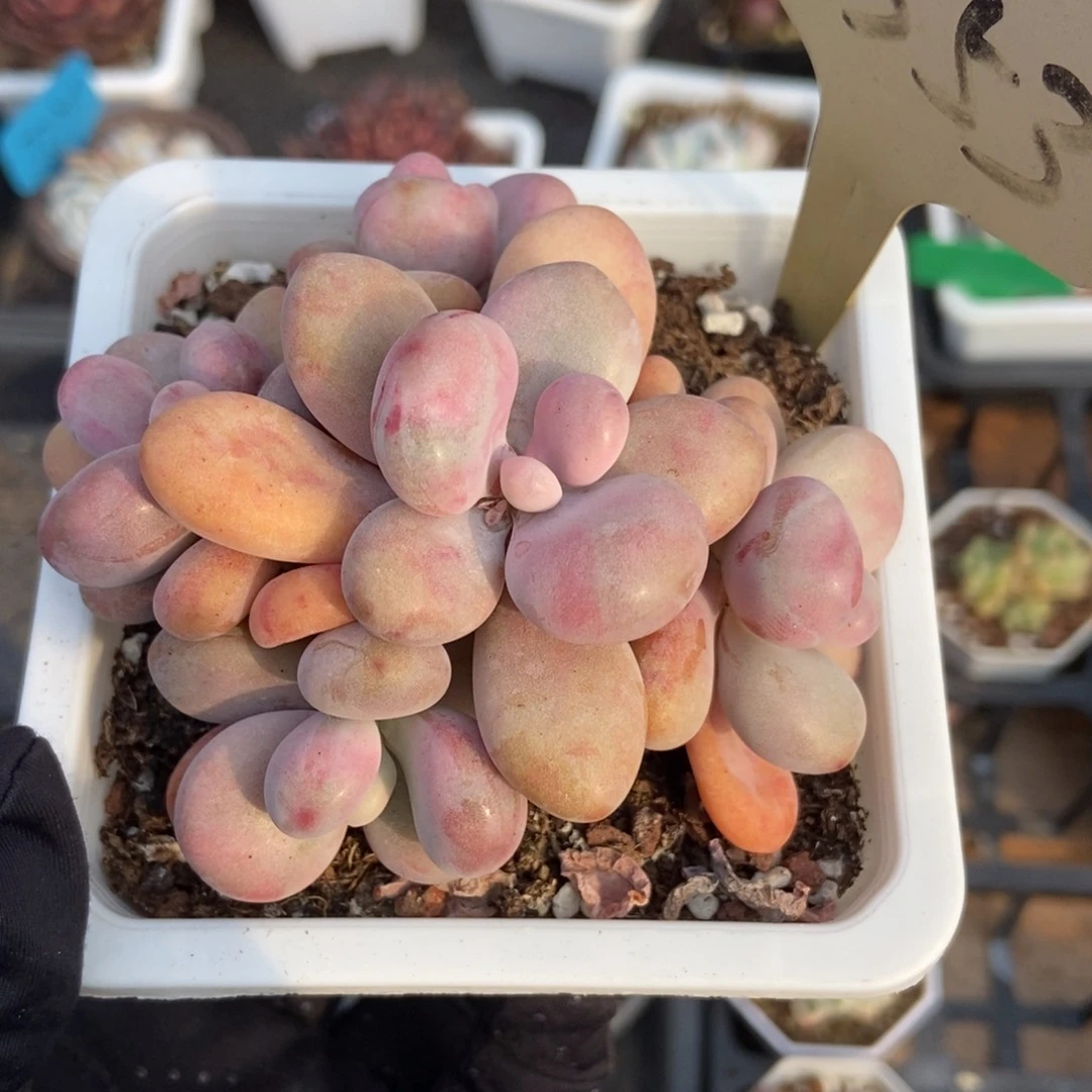 7353桃蛋多肉植物保护