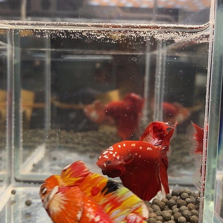 斗鱼黑221号巨斗半月