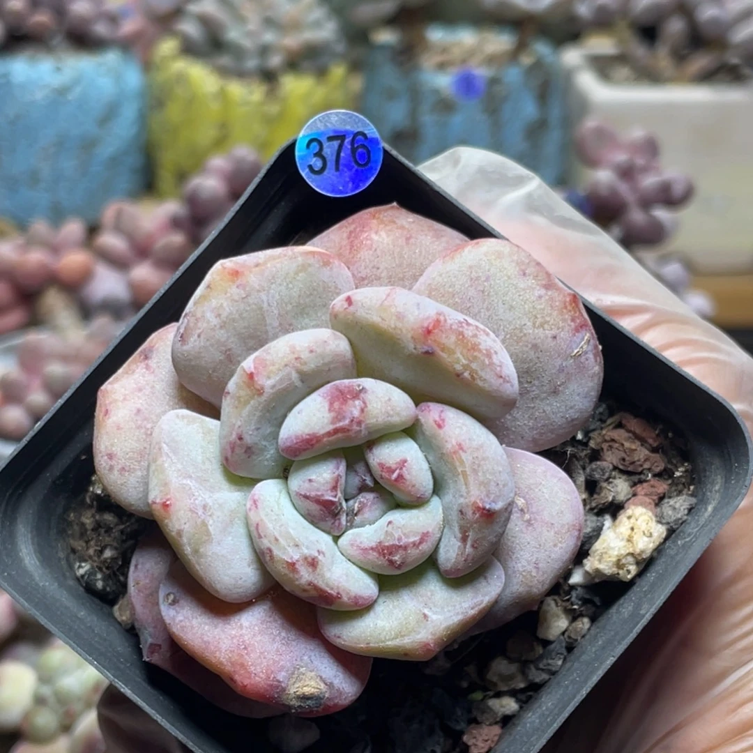 橙梦露石化锦多肉植物