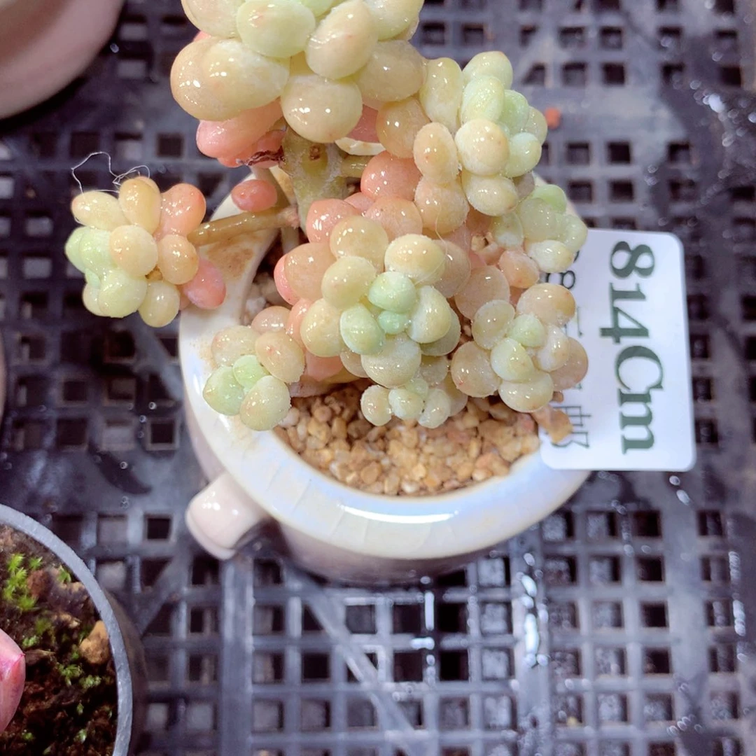 5厘米盆精控多肉814