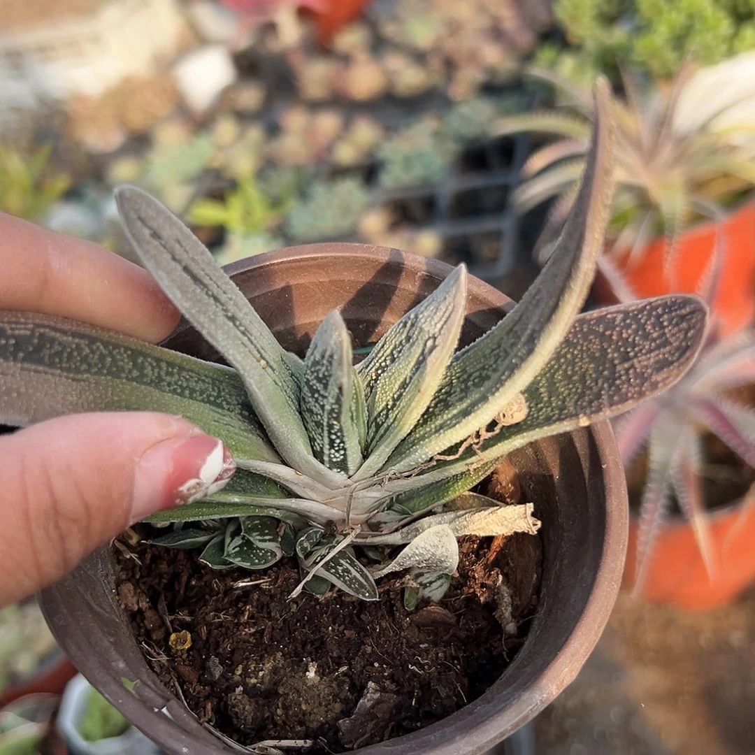 多肉植物多肉植物