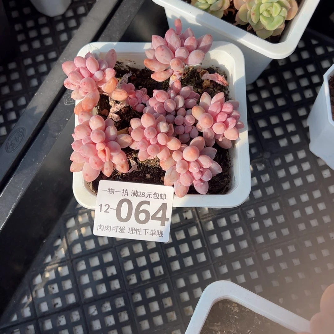 婴儿手指多肉多肉多肉多肉多肉