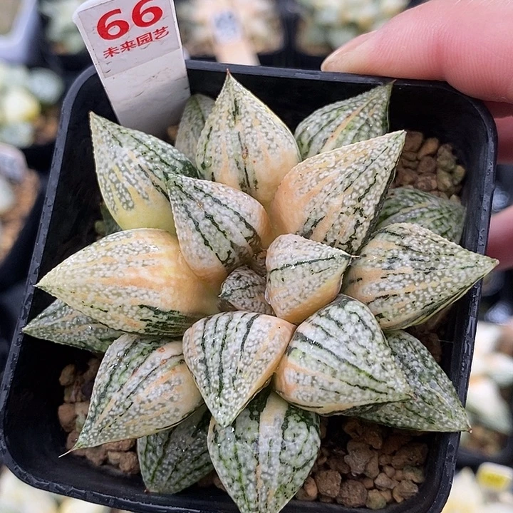 66实生尖叶白银寿一物一拍