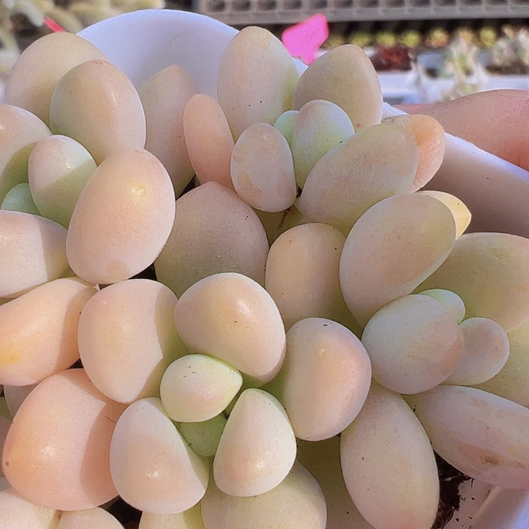 5头起蛋糕奶酪19包邮多肉