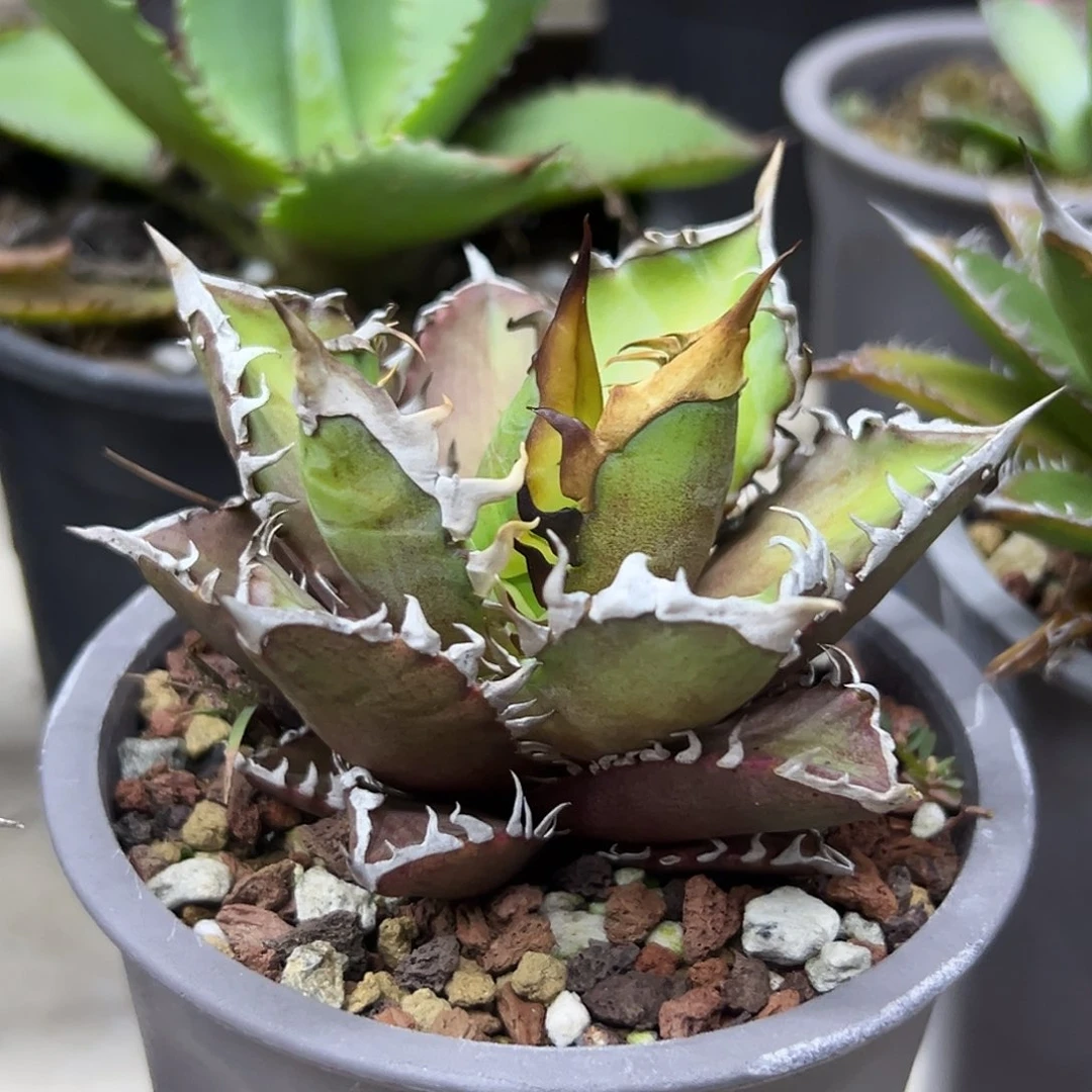 沪***）红猫一物一拍偏远不包邮