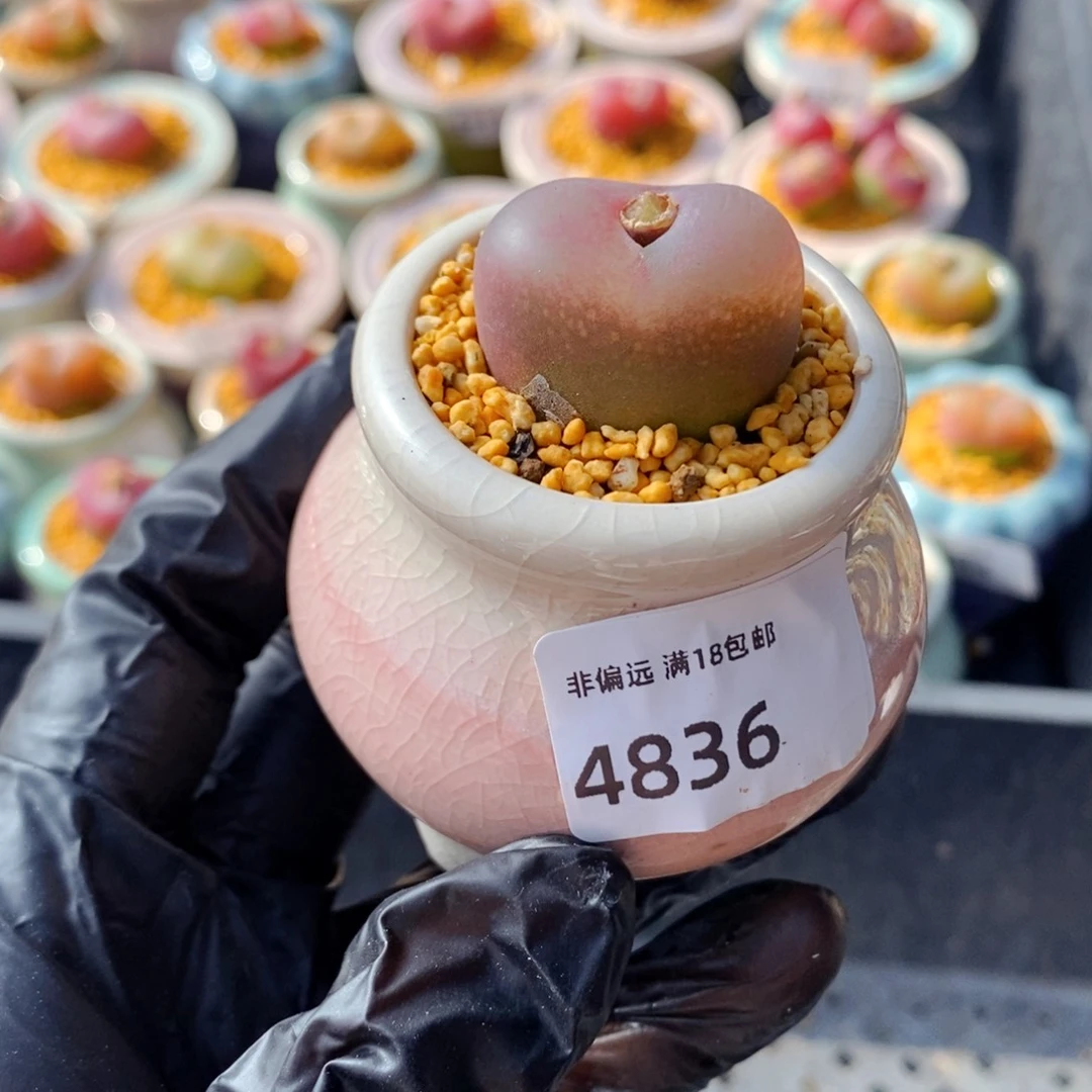 4836--一物一拍 带盆