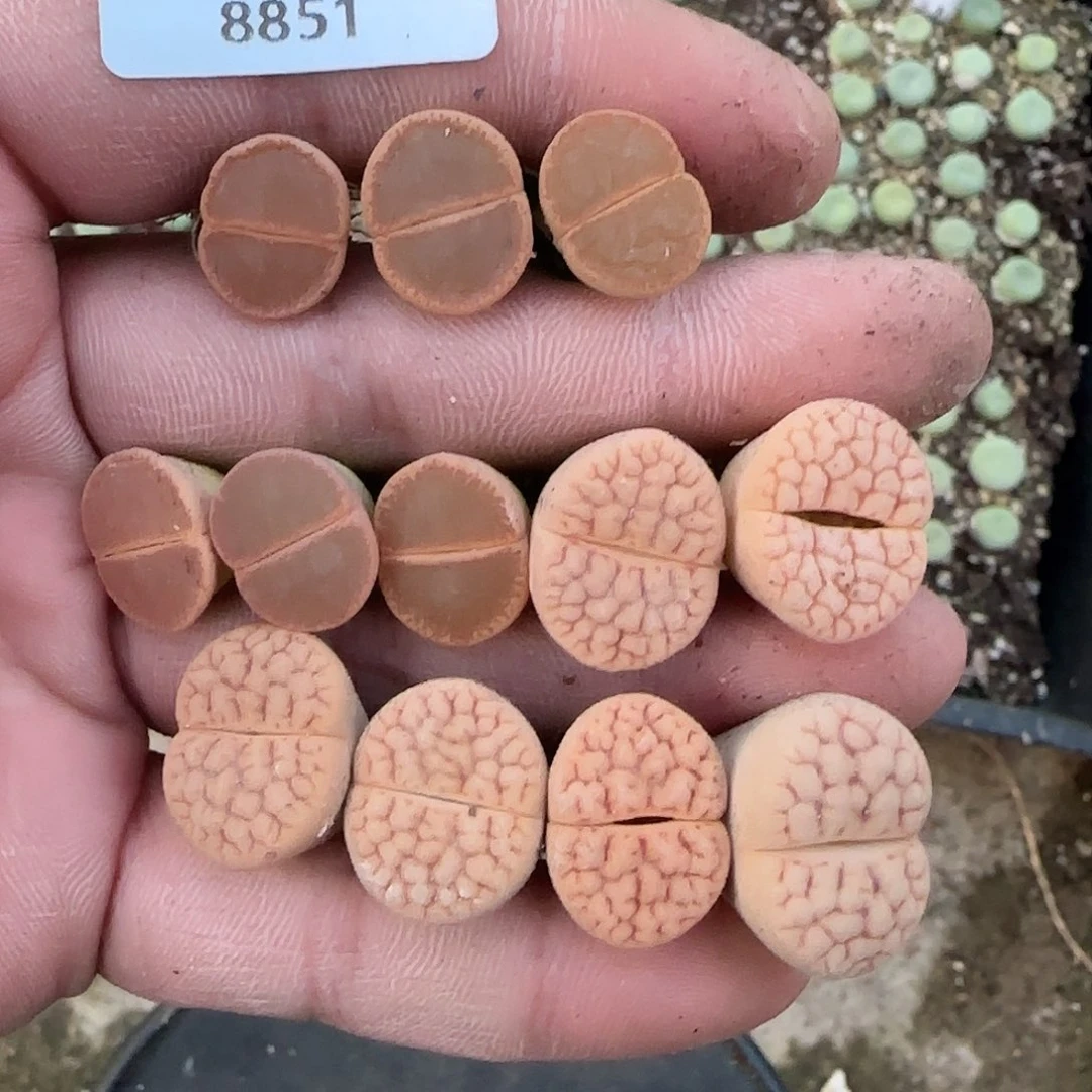 杜***莎8851。默认脱土。18包邮。偏远88包邮