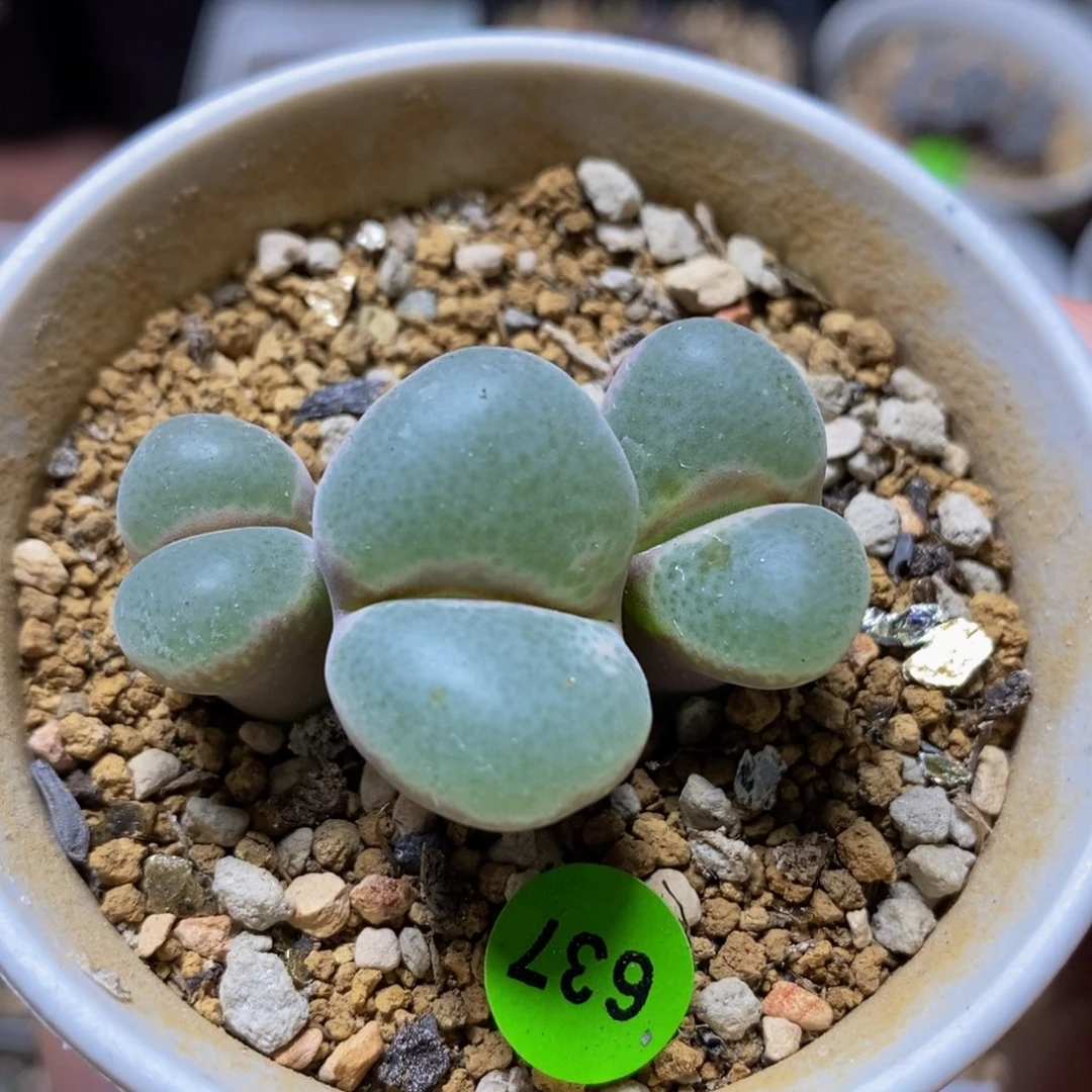 安格尼斯大母本多肉植物637