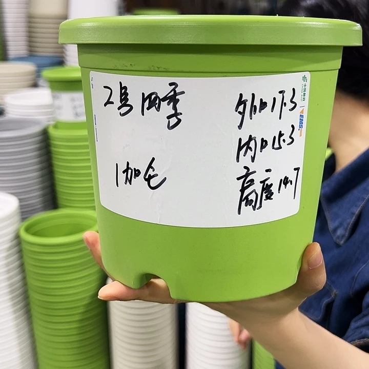 特价2号四季口17高14果绿色10个无托