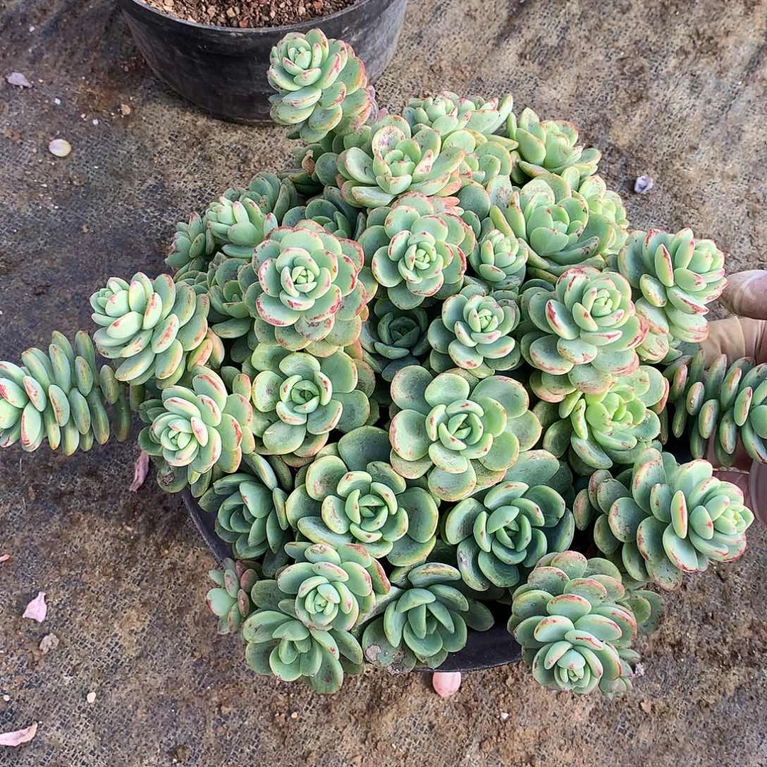 奥霜多肉一物一拍