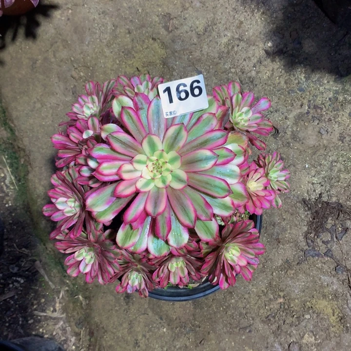 月***）无花朵白月光16600000