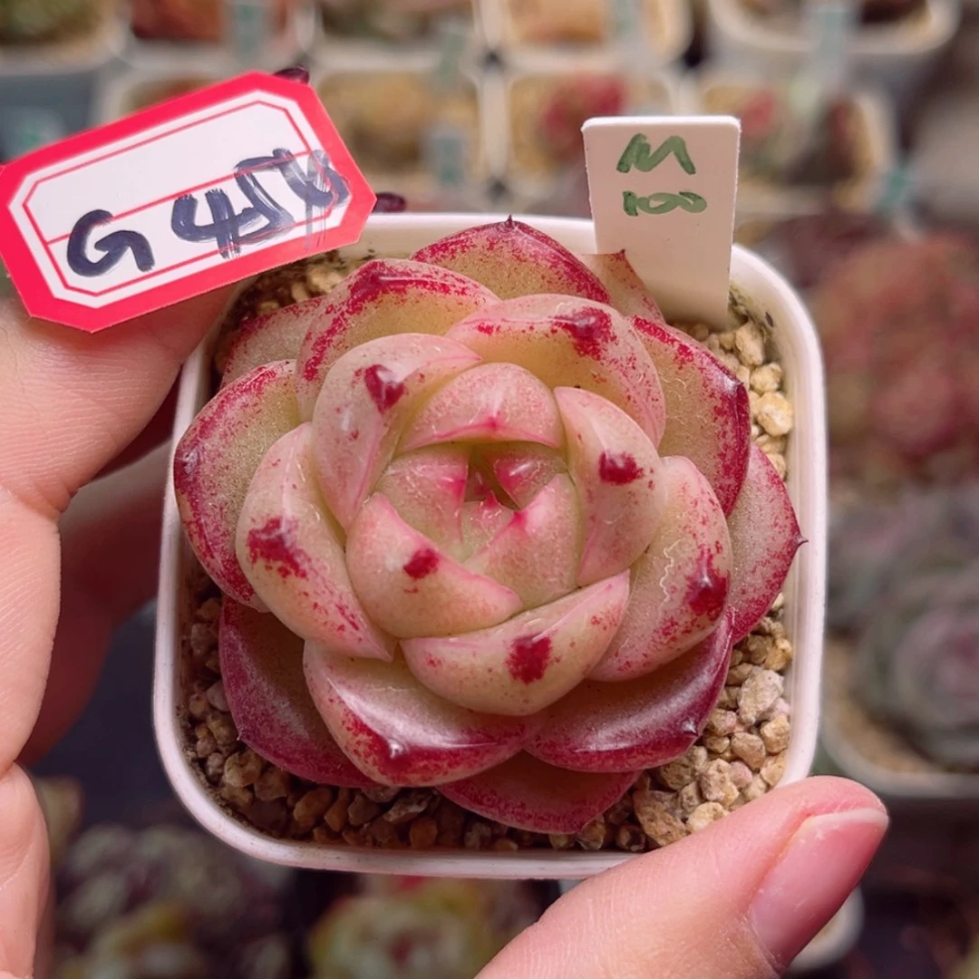 G454 一物一拍 M100