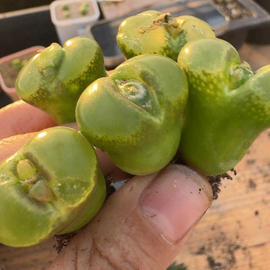 牛**作5-279pppppppppp