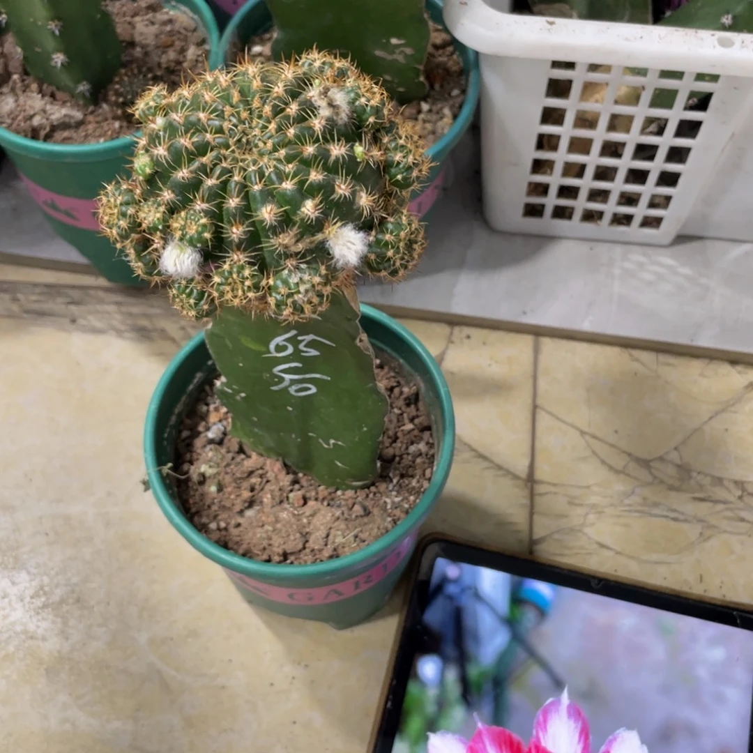 新品丽花L65母本带花苞