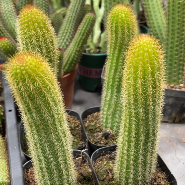 双色金妞自根一杯保15公分