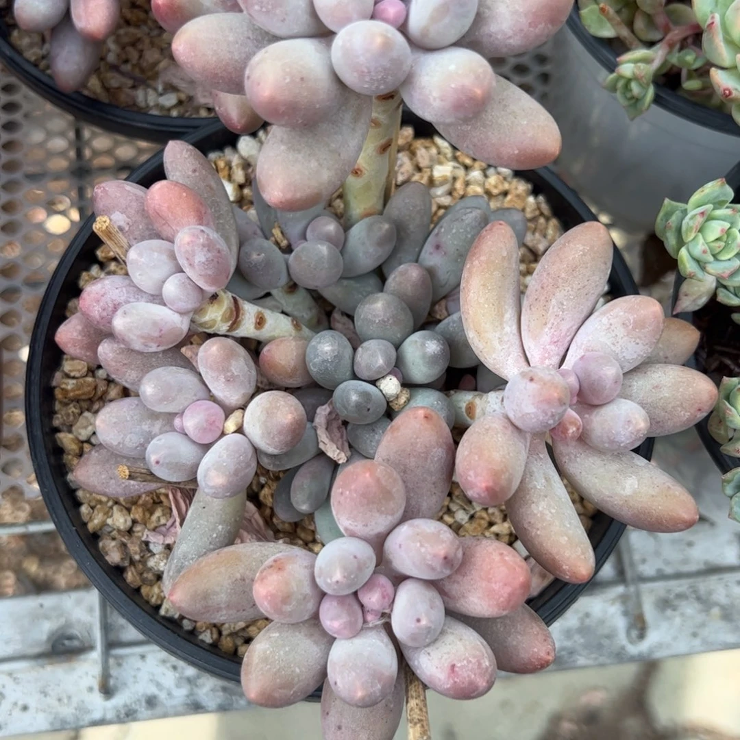 大盆群生汤圆多肉植物精品