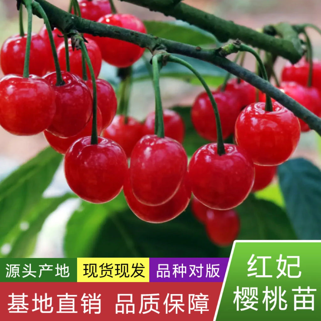 正宗红妃樱桃盆栽果树苗营养杯苗嫁接苗适合阳台露台院子带盆带土