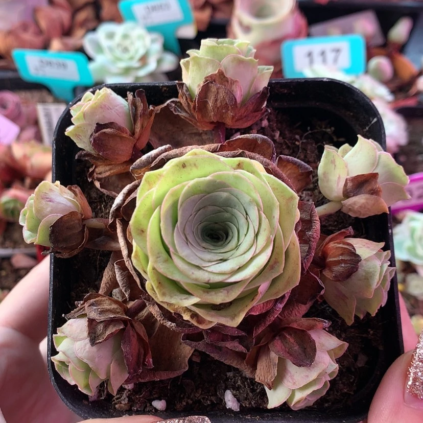 【闪购商品】小玉646