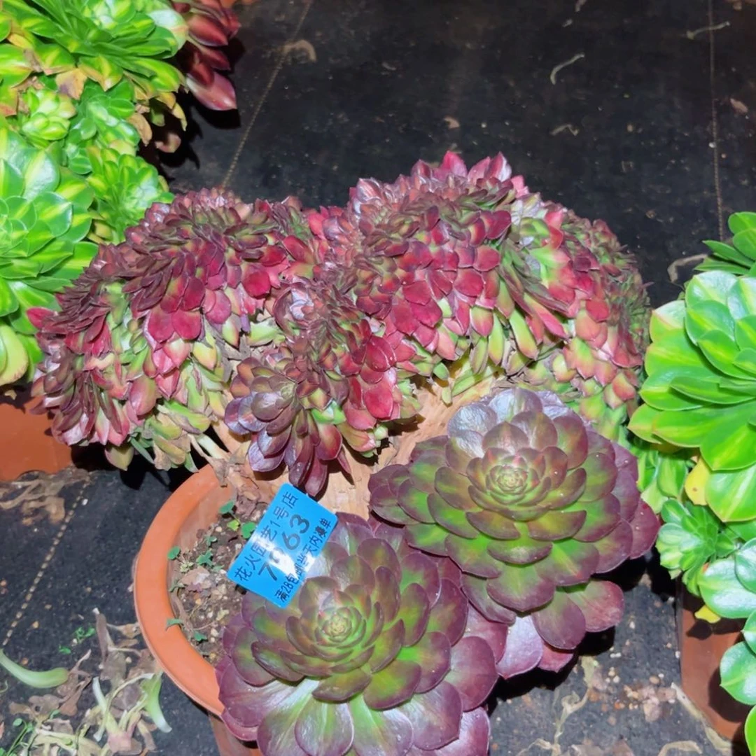 抹茶缀 7963 多肉植物