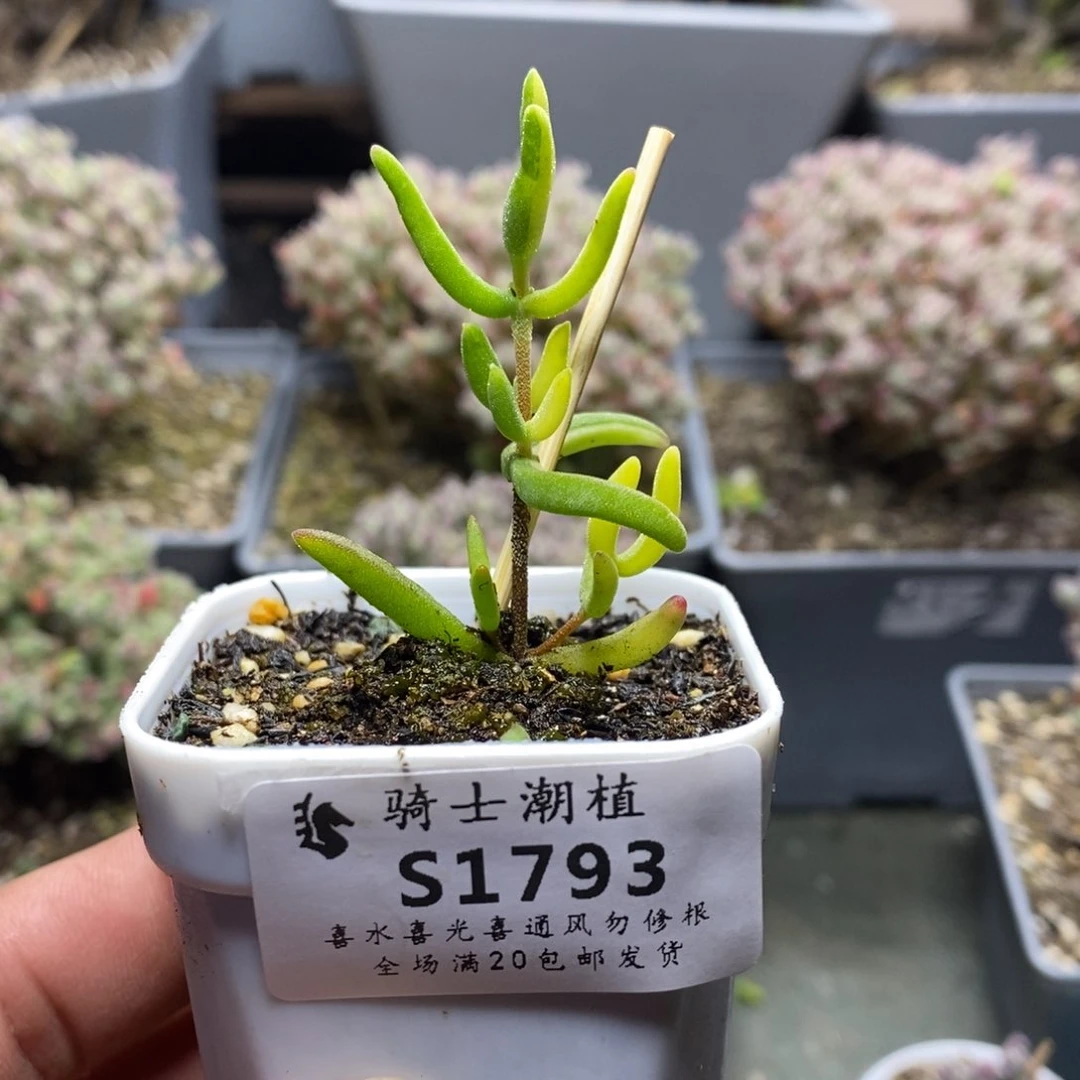 G**y1793香蕉锦枝干番杏