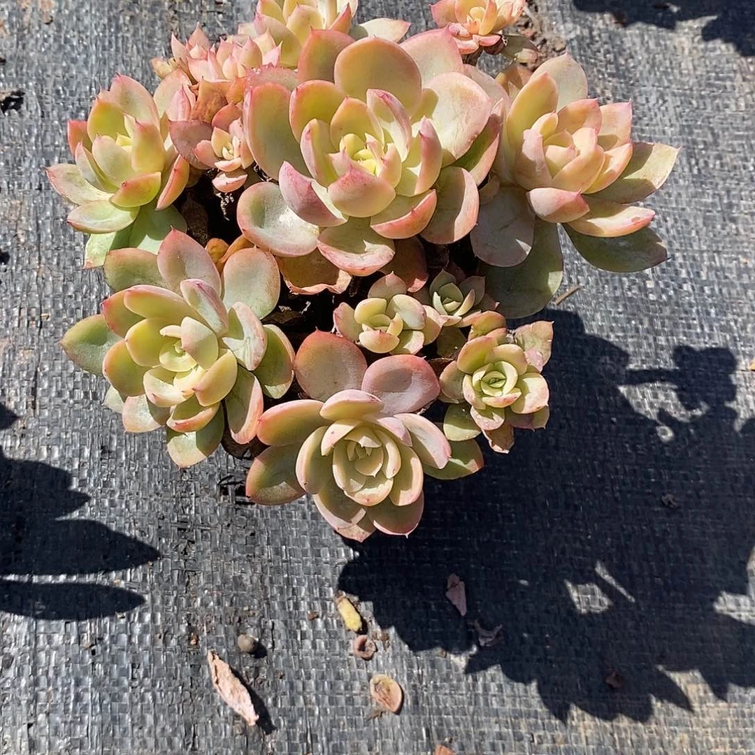 じ***a丝绸面纱1颗多肉植物