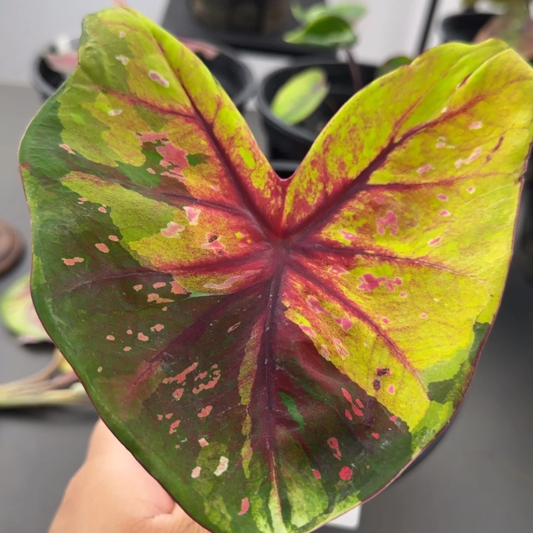 紫*999-1020广东发货（三颗）