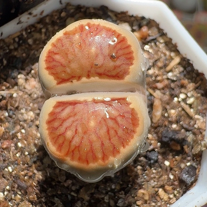 生石花3:：：：。  569号