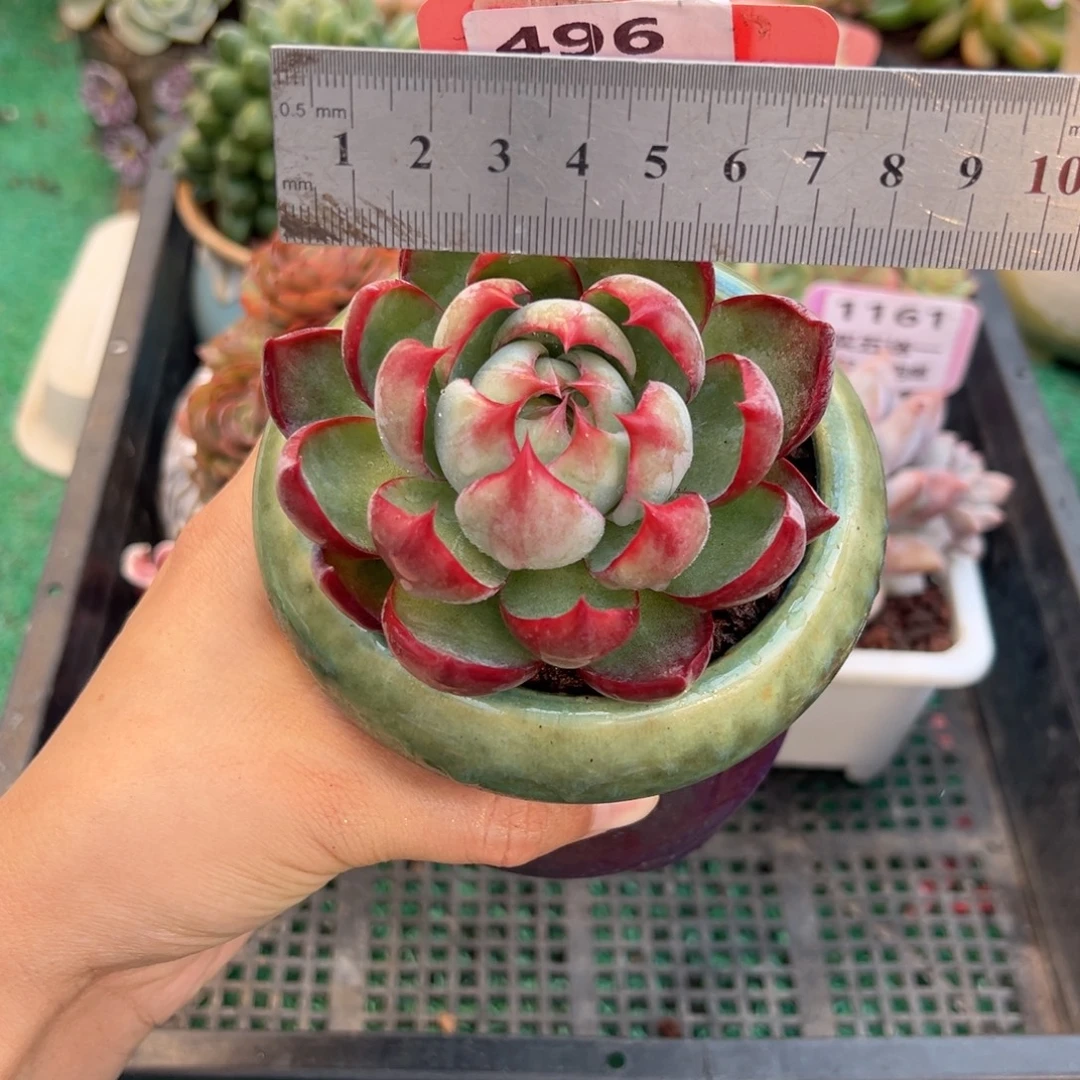 表妹精品多肉植物496.