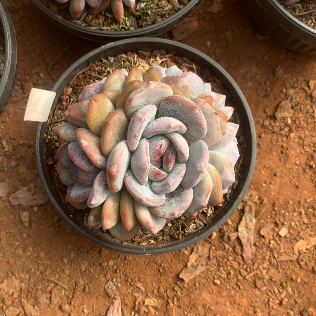 无花朵哈哈哈哈哈哈哈哈14