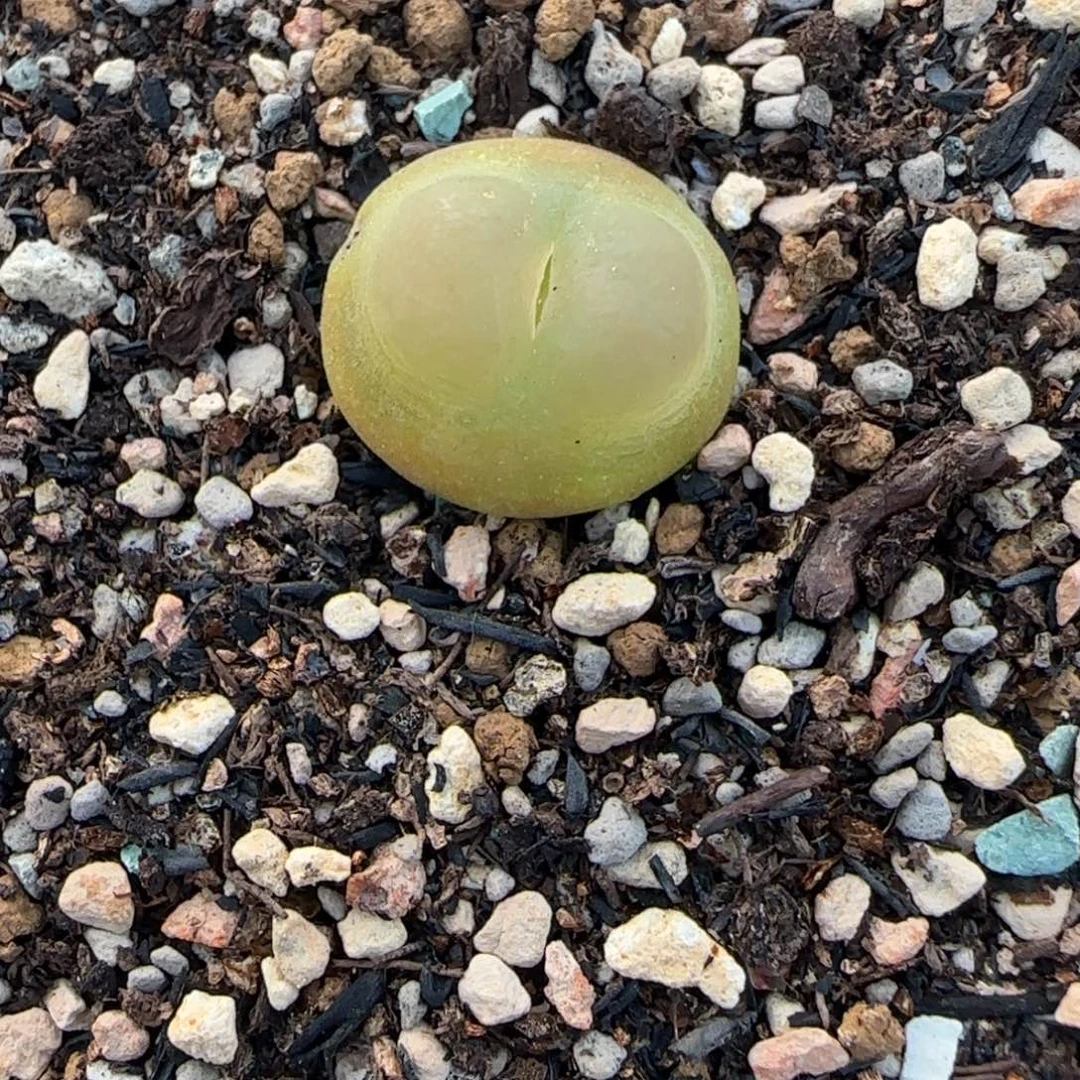 多肉植物1473.19拉登1.8 179号