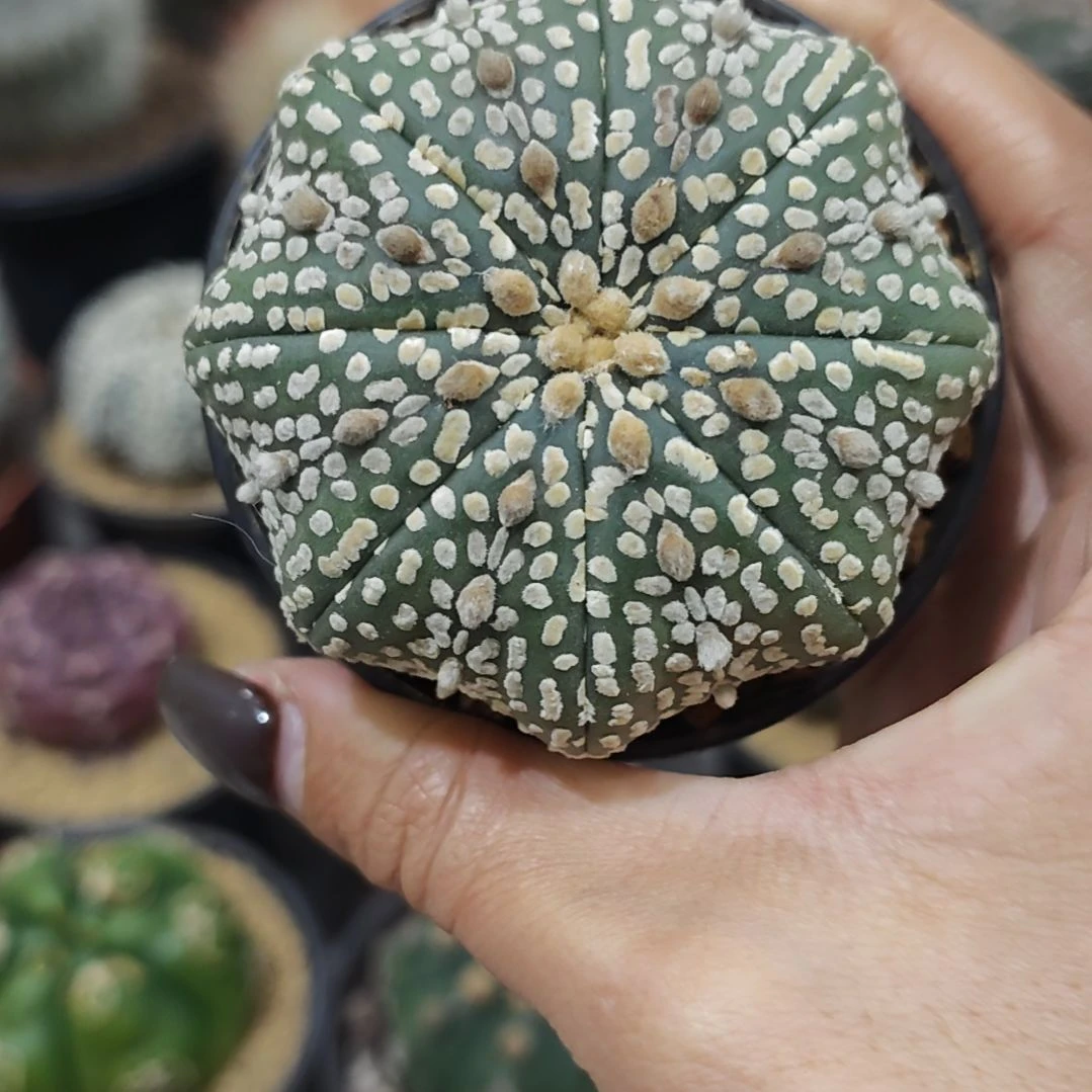 实生根海星腿超兜